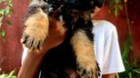 German Shepherd Puppies