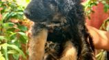 German Shepherd Puppies