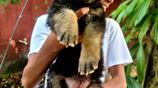 German Shepherd Puppies