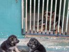 German Shepherd Puppies