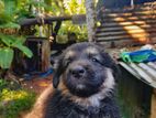 German Shepherd Puppies