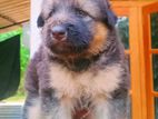 German Shepherd Puppies