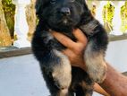 German Shepherd Puppies