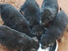 German Shepherd Puppies