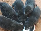 German Shepherd Puppies