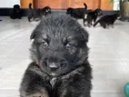 German Shepherd Puppies