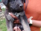 German Shepherd Puppies