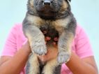 German Shepherd Puppies