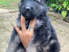German Shepherd Puppies