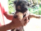 German Shepherd Puppies