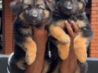 German Shepherd Puppies