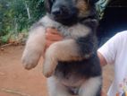 German shepherd puppies