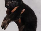 German Shepherd Puppies