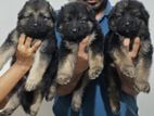 German Shepherd Puppies