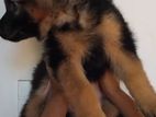 German Shepherd Puppies