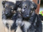 German Shepherd Puppies