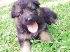 German Shepherd Puppies