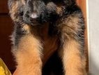 German Shepherd Puppies