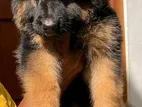 German Shepherd Puppies