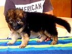German Shepherd puppies