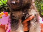 German shepherd puppies