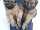 German Shepherd Puppies