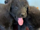 German Shepherd Puppies