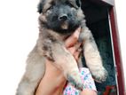 German Shepherd Puppies