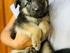 German Shepherd Puppies