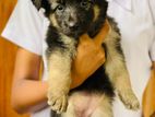German Shepherd Puppies