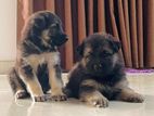 German Shepherd Puppies
