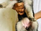 German Shepherd Puppies