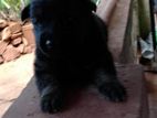 German Shepherd Puppies