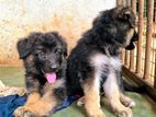German Shepherd Puppies