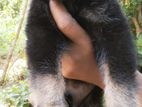 German Shepherd Puppies