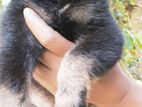 German shepherd puppies