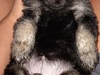 German Shepherd Puppies