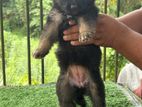German Shepherd Puppies