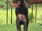 German Shepherd Puppies