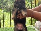 German Shepherd Puppies
