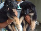 German Shepherd Puppies