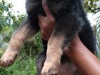 German Shepherd Puppies