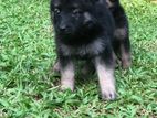 German Shepherd Puppies