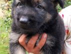 German Shepherd Puppies