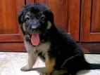 German Shepherd Puppies