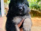 German Shepherd Puppies