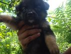 German Shepherd Puppies