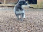 German Shepherd Puppies