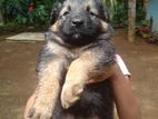 German Shepherd Puppies