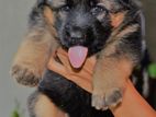 German shepherd Puppies